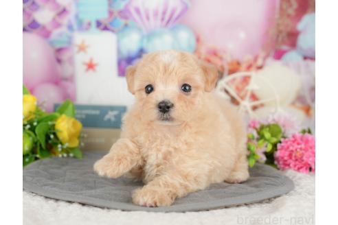成約済の千葉県のマルプー:マルチーズ×トイプードル-382928の6枚目
